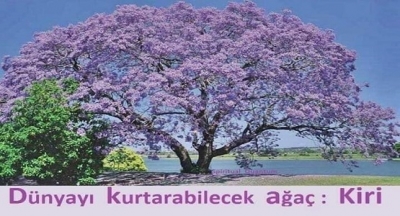 Dünyayı Kurtaracak Ağaç