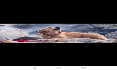 Elazığ'daki Depremde Enkazın Üstünde Bir Köpek Var: O Köpeğin Duygusal Hikayesini Biliyor musunuz?