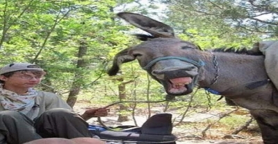 EŞEĞİN GÖLGESİNE GÖSTERİLEN İLGİNİN NEDENİ.!