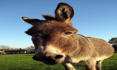 “EŞEK” deyip, geçmeyin!