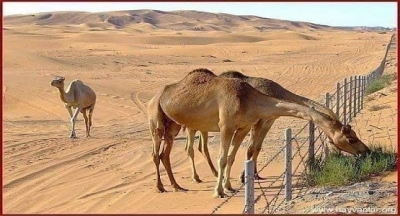 ETKİLENMEMEK ELDE DEĞİL !