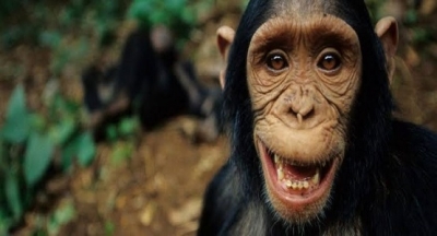 EVRİMSEL MANİFESTO;