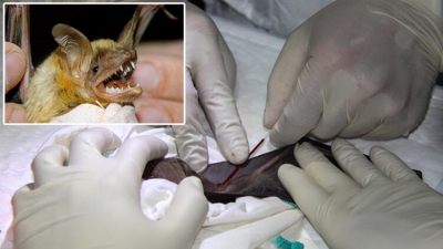 Gizem sonunda çözüldü: Koronavirüs ve yarasalar...