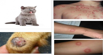 Hayvanlardan insanlara bulaşan hastalıklar neler?