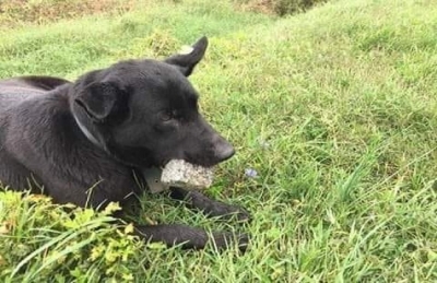 İKİ YILDIR AĞZINDA TAŞ TAŞIYOR...