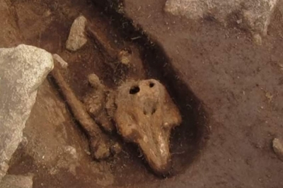 İnsan mezarına gömülen yunus balığı bulundu!