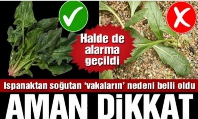Ispanak Zehirlenmelerinin Sırrı Çözülüyor: Korkunç Şüphe