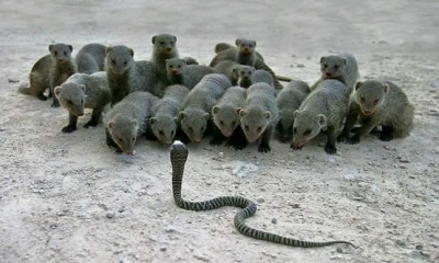 İŞTE ÖN YARGI BÖYLE BİR ŞEYDİR!!!...