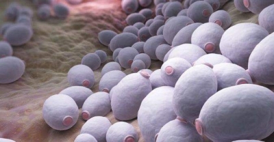 İTALYAN DOKTORDAN ŞOK İDDİA!  KANSER KOLAYCA ORTADAN KALDIRILABİLEN BİR MANTARDIR !