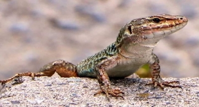 Japonya'da yaşanmış gerçek bir olay şöyledir