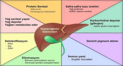 Karaciğer hastalığı belirti vermez