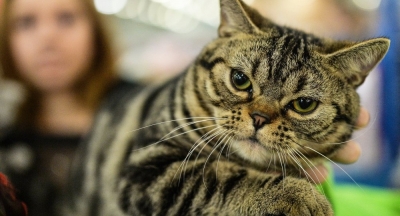 Kedi, Sizi Ve Evinizi Negatif Enerjiden Koruyan Sihirli Bir Evcil Hayvandır