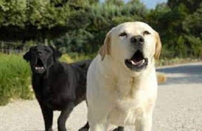 Kızılderili Hikayesi