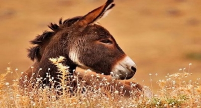 Köyün yaşlı semercisi Bekir usta ölmüştü.Tüm eşekler köy meydanında toplandılar, tepindiler oynamaya başladılar.