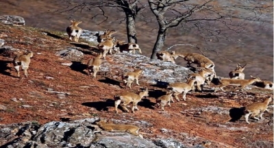 Kutu Deresi kenarındaki lokantaların birinde servis yapmaya hazırlanan garson, bir yandan da müşterilerine dağı işaret ediyor;
