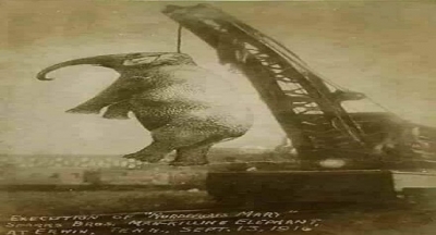 Mary tarihin asılarak idam edilen ilk fili…