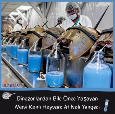 MAVİKAN Hasadı: At Nalı Yengeçleri, İlaç Sektörü Tarafından Nasıl Kullanılıyor?