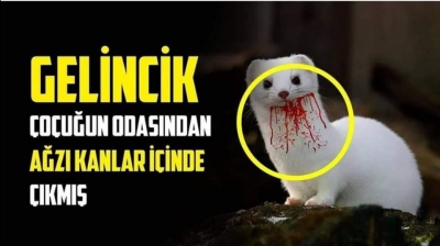 MUTLAKA OKUNMASI GEREKEN BİR HİKAYE: YAVRU GELİNCİK