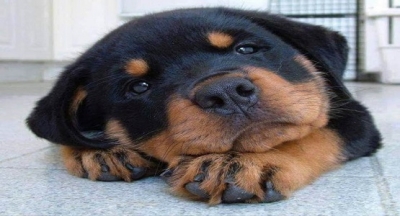 NEDEN KÖPEKLER İNSANLARDAN DAHA AZ YAŞAR?