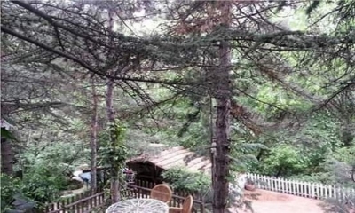 PAPAZIN BAĞI’NIN HİKAYESİ