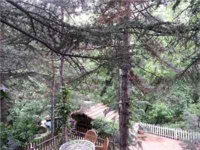 PAPAZIN BAĞI’NIN HİKAYESİ