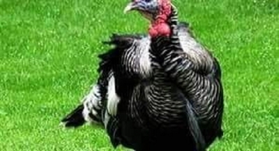 PEKİ YILBAŞINDA NEDEN HİNDİ ?