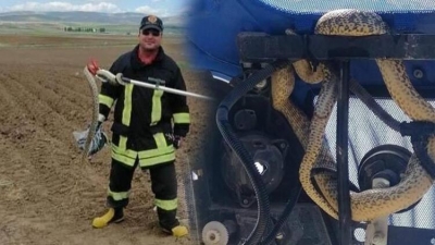 Salgın bitmeden Bu Kezde Yılan İstilası: Bir İlimizde Daha Yılan Paniği Yaşandı