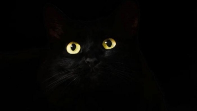 Siyah kedileri corona virüse çare diye yiyorlar