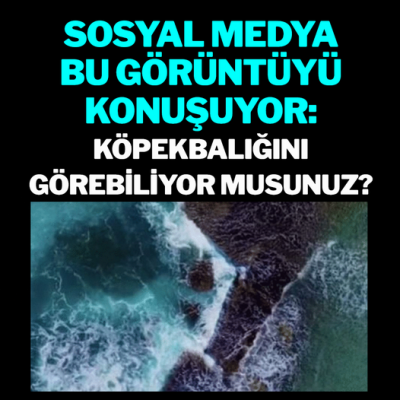 Sosyal medya bu görüntüyü konuşuyor: Köpekbalığını görebiliyor musunuz?