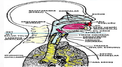 Su İçerek Corona Virüsünden Kurtulursunuz Haberleriyle İlgili Açıklama Geldi. 