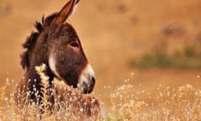 Sultan II. Mahmud devrinde hakimiyetlerine son verilen Anadolu’nun meşhur derebeyi 