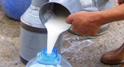 Süte çamaşır suyu konularak çabuk bozulması engelleniyor!