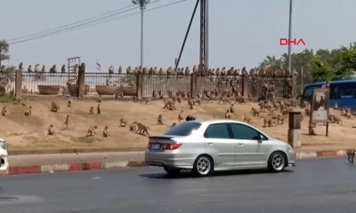 Tayland'da Şoke Eden Olay: Maymunlar Şehri İstila Etti. İşte O Görüntüler!