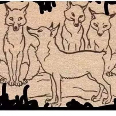 Tilkinin kuyruğu kayaya sıkışmış ve kurtulmak için kuyruğunu kesmek zorunda kalmış.