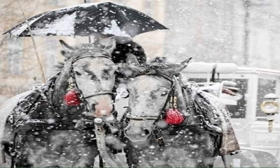 Torino'da 1889'da hayatının dönüm noktasına yürüdüğünü bilmeyen Nietzsche, şehri dolaşırken bir faytoncunun atını kırbaçladığını görür...
