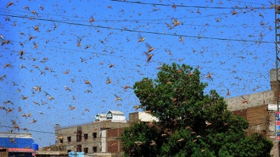 Ülke çekirge istilası nedeniyle felaketi yaşıyor! Olağanüstü hal ilan edildi