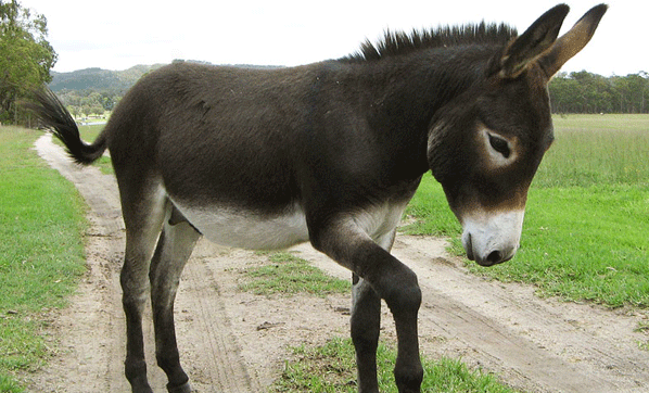 Yaşanmış Gerçek Hikaye: Şahit Eşek Sayesinde Katilin Kim Olduğu Çözüldü