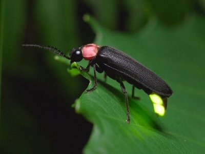 Yılanın biri ateş böceğinin peşine düşmüştü. 