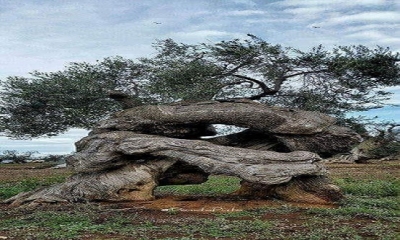 Yunan mitolojisine göre Zeus, kendisine en değerli hediyeyi verene kentin koruyuculuğunu verecektir ve bunun için bir yarışma duzenler.