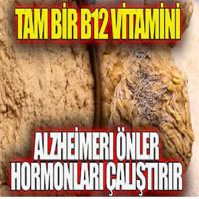Tam bir B12 Vitamini Alzheimer Önler Hormonları Çalıştırır